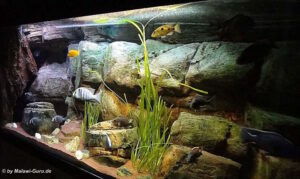 648 Liter Malawisee Becken