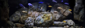 650 Liter Mbuna Becken