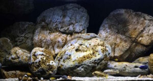650 Liter Mbuna Becken