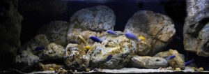 Sammlung aller Mbuna-Felszone-Aquarien