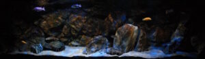 Malawisee Aquarium mit 660 Litern