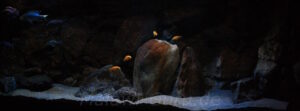 Malawisee Aquarium mit 660 Litern