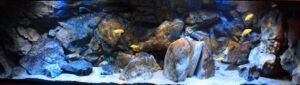 Malawisee Aquarium mit 660 Litern