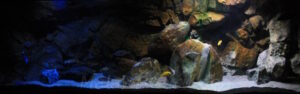 Malawisee-Aquarium mit 660 Litern Malawisee Aquarium mit 660 Litern