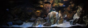 Malawisee Aquarium mit 660 Litern
