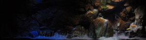 Malawisee Aquarium mit 660 Litern
