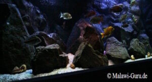 700 Liter Aquarium mit Nonmbuna Arten - älteres Beispiel Becken aus dem Jahr 2009 700 Liter Aquarium mit Nonmbuna