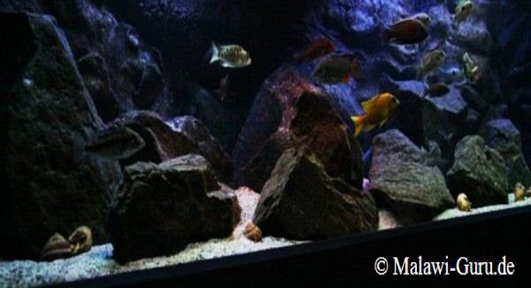 700 Liter Aquarium mit Nonmbuna