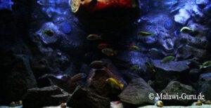 700 Liter Aquarium mit Nonmbuna