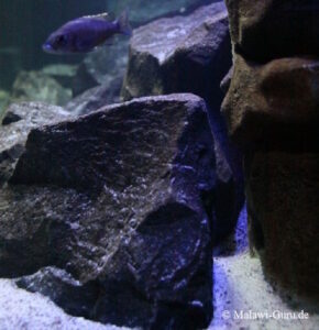 700 Liter Aquarium mit Nonmbuna