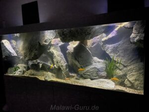 Mbuna-Felszone – 700 Liter Mbuna Aquarium 700 Liter
