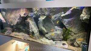 Mbuna Aquarium 700 Liter