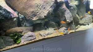 Mbuna Aquarium 700 Liter