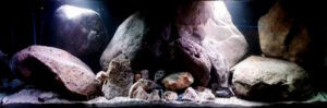 720 Liter Becken mit Mbuna in einer Felszone gestaltet 720 Liter Becken mit Mbuna