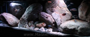 720 Liter Becken mit Mbuna