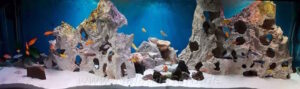 720 Liter Becken mit Mbuna