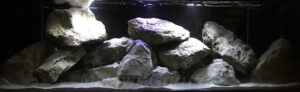720 Liter Malawi Becken mit Mbuna