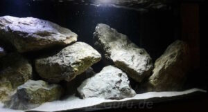 720 Liter Malawi Becken mit Mbuna