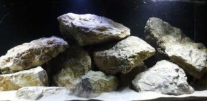 720 Liter Malawi Becken mit Mbuna