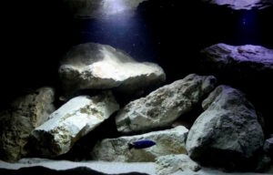 720 Liter Malawi Becken mit Mbuna