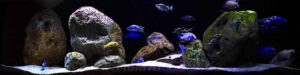 720 Liter Malawisee Aquarium Beispiel