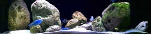 720 Liter Malawisee Aquarium Beispiel