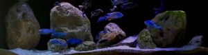 720 Liter Malawisee Aquarium Beispiel
