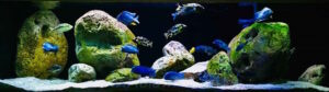 720 Liter Malawisee Aquarium Beispiel
