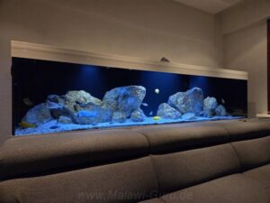756 Liter-Nonmbuna Übergangszone-Aquarium Beispiel! 756 Liter-Nonmbuna Übergangszone