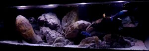 840 Liter Malawisee Aquarium