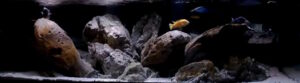 840 Liter Malawisee Aquarium