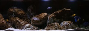 840 Liter Malawisee Aquarium