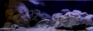 792 Liter Becken mit Nonmbuna