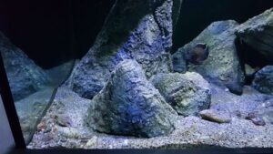 980 Liter Nonmbuna Aquarium
