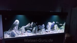 Sammlung aller Nonmbuna-Übergangszone-Aquarien