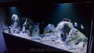 980 Liter Nonmbuna Aquarium