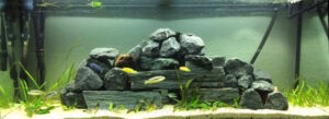 Älteres Beispiel! 576 Liter Malawi-Aquarium