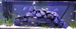 Älteres Beispiel! 576 Liter Malawi-Aquarium