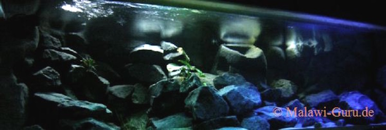 638 Liter Mbuna Becken