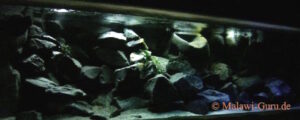 638 Liter Mbuna Becken