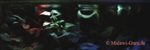638 Liter Mbuna Becken