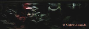 638 Liter Mbuna Becken
