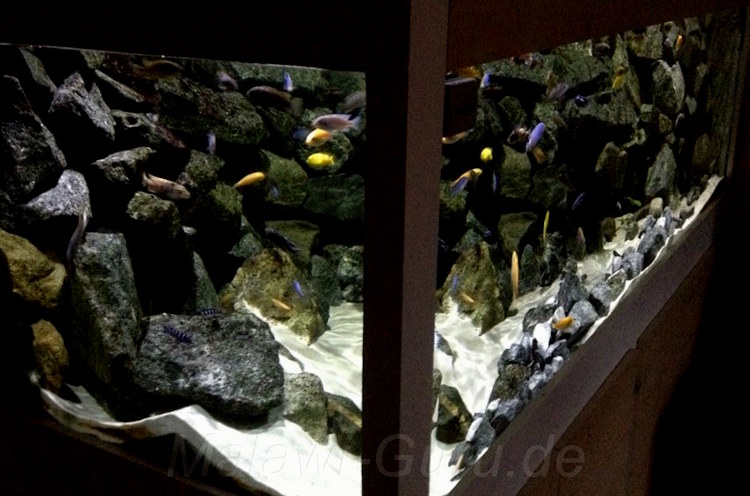 1368 Liter Mbuna Aquarium