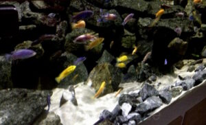 1368 Liter Mbuna Aquarium