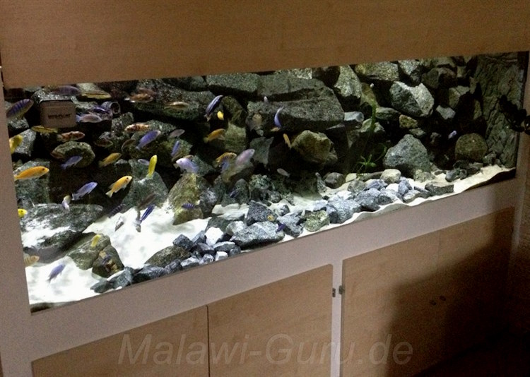 1368 Liter Mbuna Aquarium