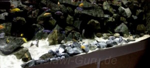 1368 Liter Mbuna Aquarium