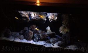 450 Liter Mbuna Aquarium
