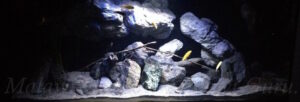 450 Liter Mbuna Aquarium