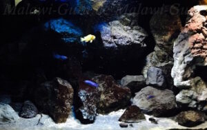 450 Liter Mbuna Aquarium