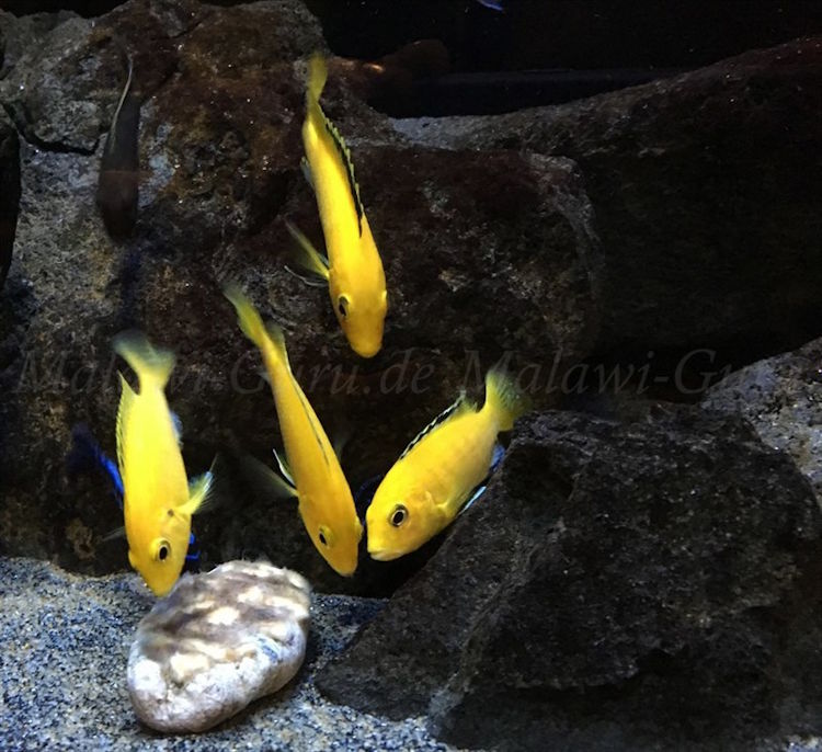 'yellow' 450 Liter Mbuna Aquarium